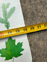 Load image into Gallery viewer, Vintage 80s Smokey Bear Leaves Poster (19x28.5)