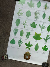 Load image into Gallery viewer, Vintage 80s Smokey Bear Leaves Poster (19x28.5)
