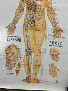 Vintage 70s Acupuncture Chart (24.5x38inch)