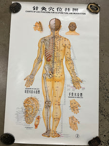 Vintage 70s Acupuncture Chart (24.5x38inch)