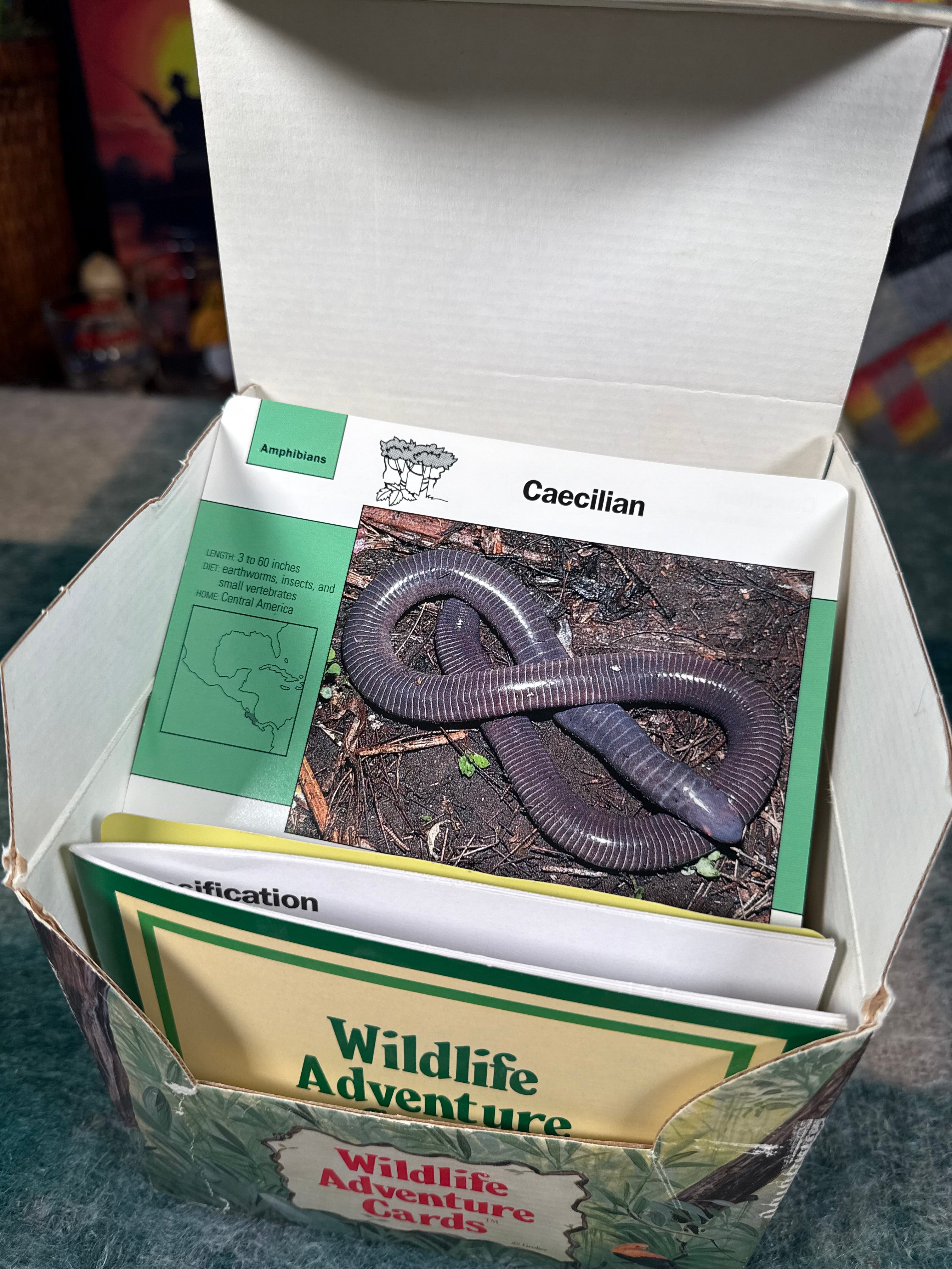Vintage Wildlife Adventure Cards Set