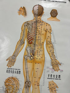 Vintage 70s Acupuncture Chart (24.5x38inch)